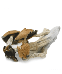 Alternative view of Blue Meanie Mushroom