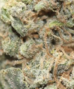 Buy Candy Land Weed