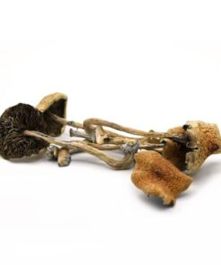 Alternative view of Golden Teacher Mushroom