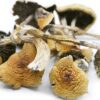 Golden Teacher Mushroom