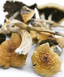 Golden Teacher Mushroom