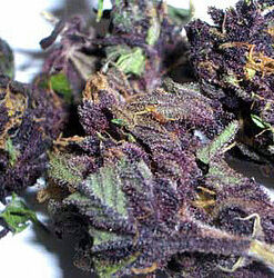 Granddaddy Purple
