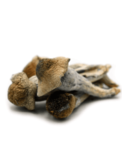 Penis Envy Shroom
