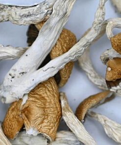 Blue Meanie Mushroom